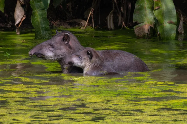 anta Paisagens Legado das Aguas -Tyrannus Birding Tuor