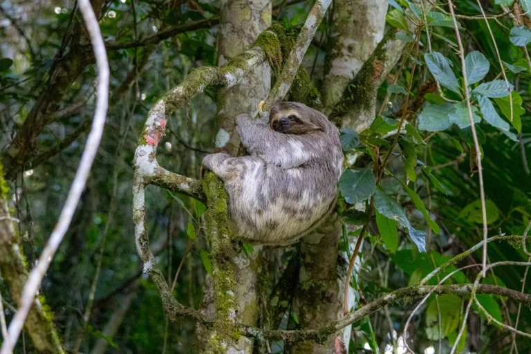 preguiça Paisagens Legado das Aguas -Tyrannus Birding Tuor